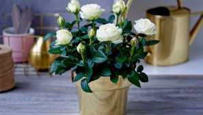 Pokojové rostliny, které jsou bezpečné pro kočku a nebudou poškodit její zdraví