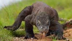 Dresser varan: popis kde přebývá