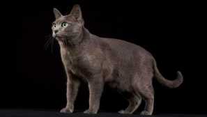 Korat - green-eyed rodák z thajska