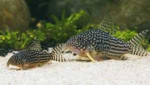 Sterba koridorační popis, reprodukce, obsah, fotografie.