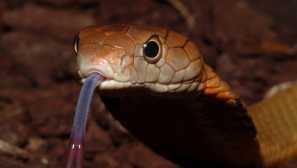 Královský had: popis, reprodukce, fotografie, jed, chování