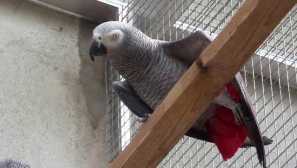 Royal, drowy a červené oči jaco