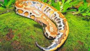 Nakrzný motley piton