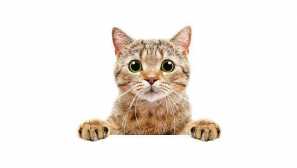 Shorthair cats: populární plemena, distribuce a funkce