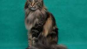 Cat maikun - charakteristika plemene