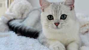 Kočka plemeno burmill