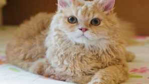 Kočka plemeno laperm