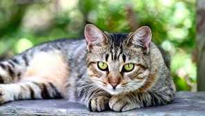 Kočky se zelenýma očima: seznam plemen a rysy jejich charakteru