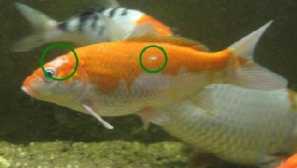 Kostiode: léčba, symptomy