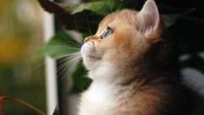 Kočky plemeno zlatá činčila: popis, foto cats