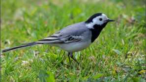 Koza, třepání, vakcína a 7 více ptáků: za to, co si věci dostali jejich jména