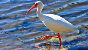Red-legged (japonština) ibis