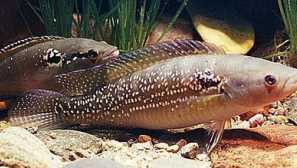 Chanitsa saccatilis obsah a péče