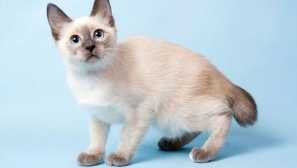 Tiny cat toy-bob - hravý zázrak s krátkým ocasem, který miluje děti