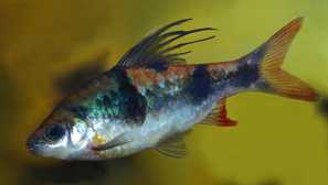 Velký barbus v akváriu - zobrazení