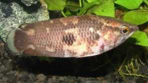 Chetenopoma čokoláda (ctenopomoma oxyrhynchum): popis, obsah.