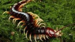 Kdo je takový obrovský naklápěn a jak to vypadá