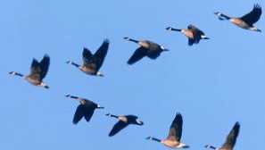 Kde ptáci odletí na zimu a místo, kde létají na jaře