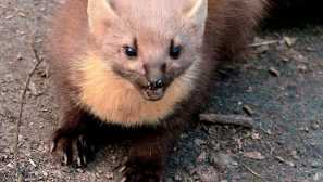 Americký roztomilý