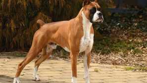 Úsporné uši a ocas v boxerech: proč potřebujete a můžeme dělat bez postupu