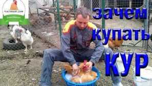 Kuřecí blecha prevence a léčba onemocnění