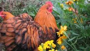 Orpington plemeno kuřata: pobočka popis a fotky