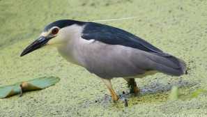 Quaaf obyčejný, nebo noční volavka