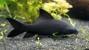 Labo black, black moruis (labeo chrysopcadion, morulius chrysophekadion, černý žralok)