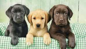 Labrador: historie plemene a psí charakter