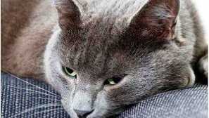 Zacházení s cespací kočky doma