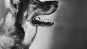 Legendární psi silent kino: rin cín