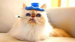 Léky pro kočky z červů: tituly a typy drog