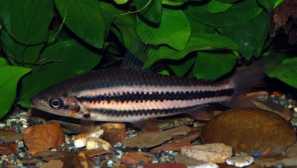 Leporin arkus: popis a obsah.