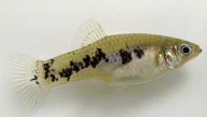 Limina pruhovaná, pecilina pruhovaná, prasklá limina, cuban limina (poecilia vittata, limia vitata)