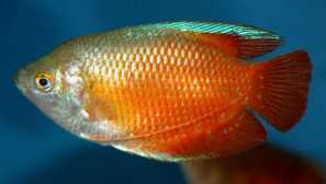 Lyalius: druh, obsah, tření, fotografie, video, kompatibilita, popis