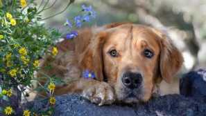 Zvědavá fakta o psech