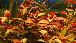 Ludwigi plíživé: obsah, popis, reprodukce, fotografie