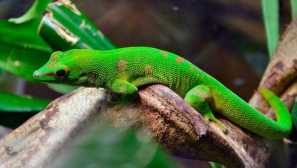 Madagaskar day gecko