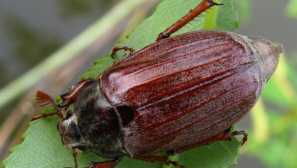 Může breetle: co je poháněn podle, reprodukce, fotografie, popis jak vypořádat se