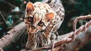 Margay nebo dlouhá kočka