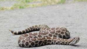 Massauga nebo řetězový trpaslík