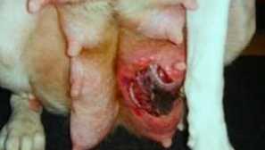 Mastitida u psa: léčba doma, známky a příčiny mastitidy na fenu