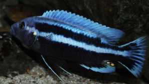 Melanohoris chipoka: obsah, péče, chov, krmení, kompatibilita, foto, video