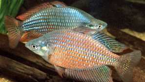 Melanotenia red-fólie (melanotaenia splendida rubrastriata)