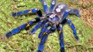 Kovová zalesněná drůbež nebo kovový pecylicart