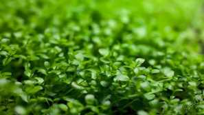 Monte carlo mikroni: obsah, popis, reprodukce, fotografie