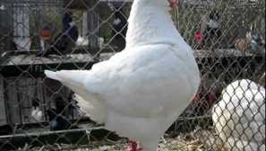 Maso plemena holubů