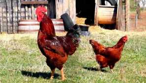 Vejce plemena kuřat - zlatý uprostřed u drůbeže