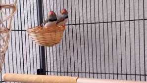 Moje domácí zvířata amadina