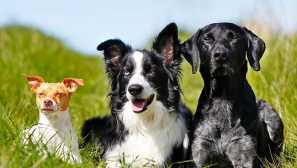 Mokrý nos - zdravý pes: 4 předsudky o psech, ve kterých byste neměli uvěřit